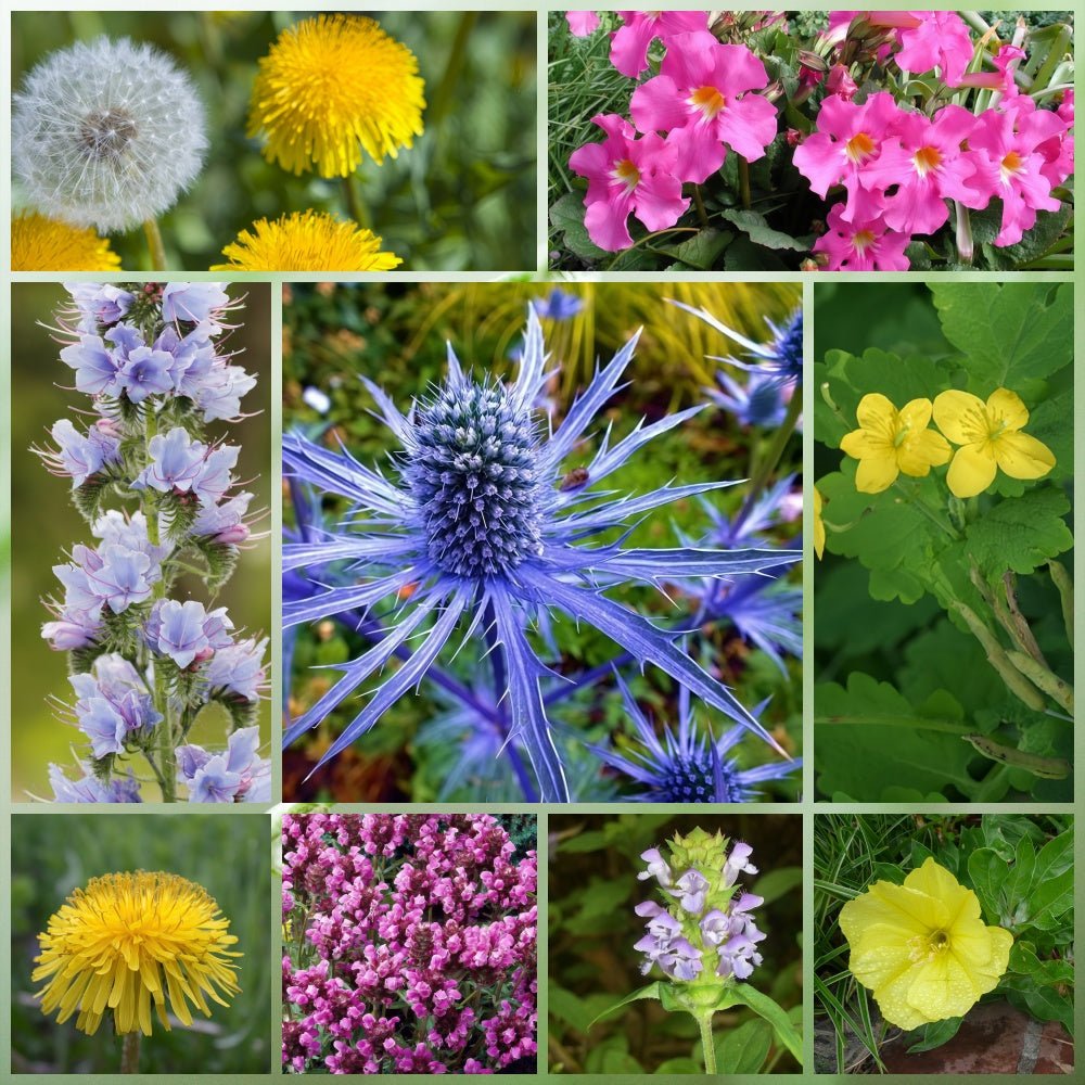 Wildflower Seeds - Rustic Charm Mix Includes Incarvillea Delavayi, Chelidonium Majus, Eryngium, etc. - Verdseeds